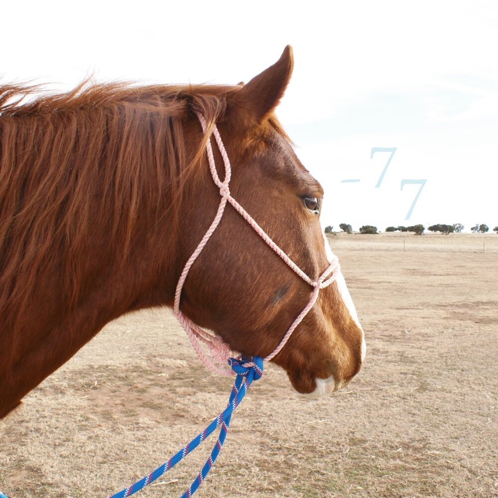 NEW Handmade Fully Rigged Lariat Rope Loping Halter Hackamore - Arab/Cob Size - Picture 2 of 9